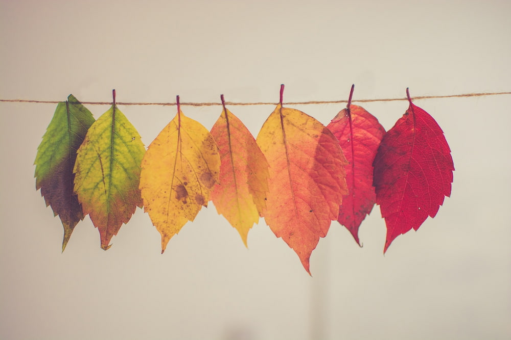 Leaves in a line where each one is a different color through Fall.